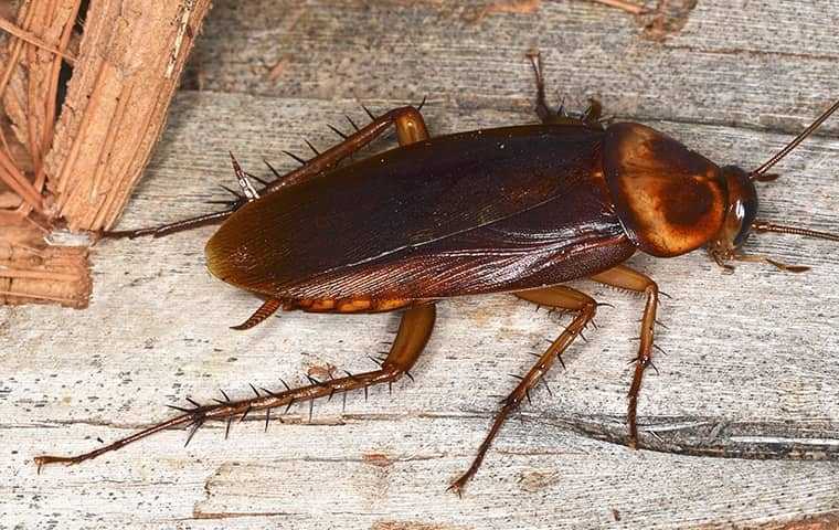 Pest Library Cockroaches